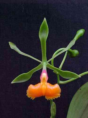 Epidendrum pseudoepidendrum 